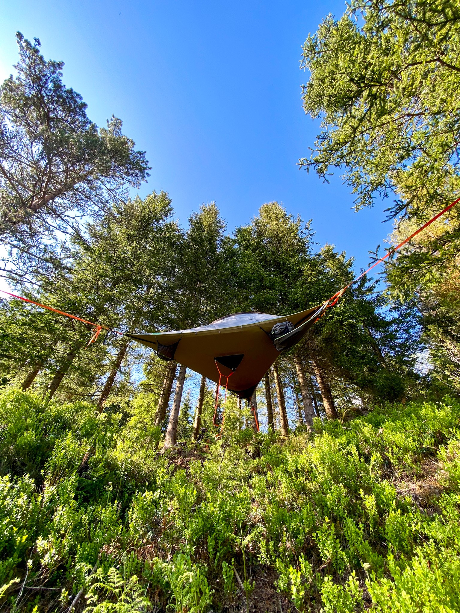 Svevetelt Lyngdal Skogkanten Kveld.Jpg