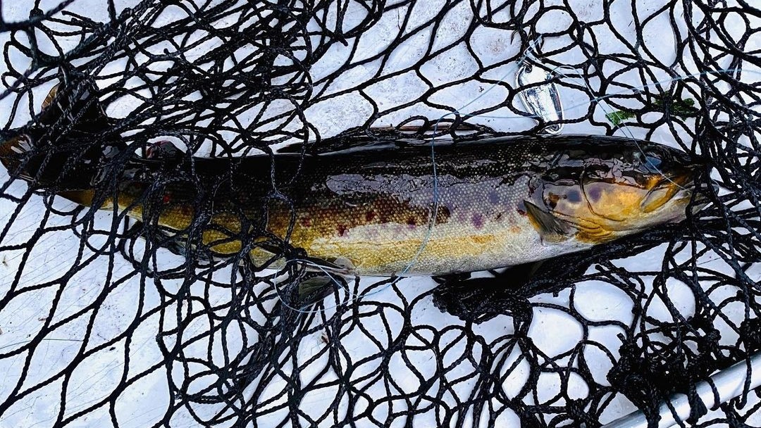 Ørretfiske ved Sveveteltene – Unik Naturopplevelse i Sørlandet